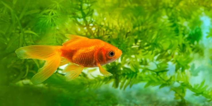 Japon Balığı (Carassius Auratus)