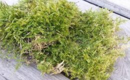 Sphagnum yosunu