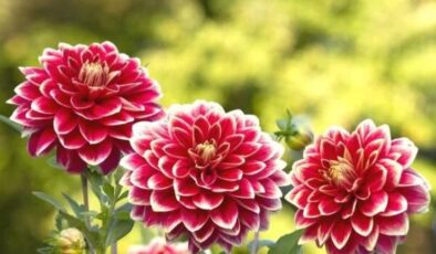 Yıldız Çiçeği (Dahlia)