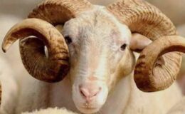 Manevi Bir Kucaklaşma: Kurban Bayramı ve Hatırlattıkları