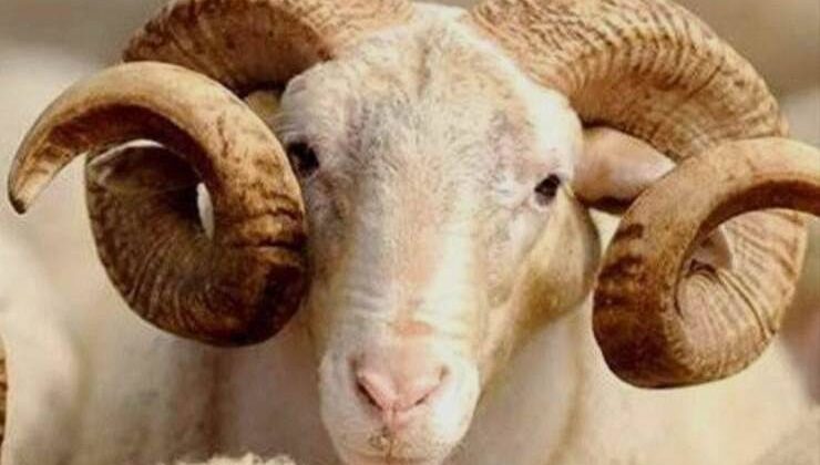 Manevi Bir Kucaklaşma: Kurban Bayramı ve Hatırlattıkları