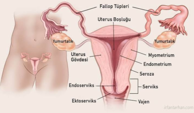 Rahim Kanseri Nedir? Belirtileri, Risk Faktörleri ve Tedavi Yöntemleri