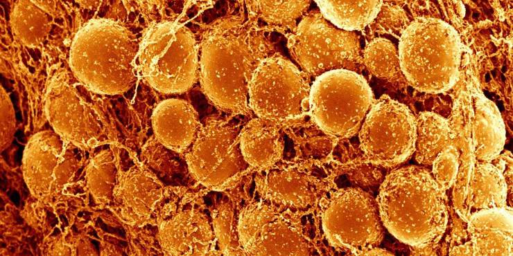 Vücut Yağı Düşman Değil: Yağ Dokusunun Hücresel Yenilenmedeki Rolü