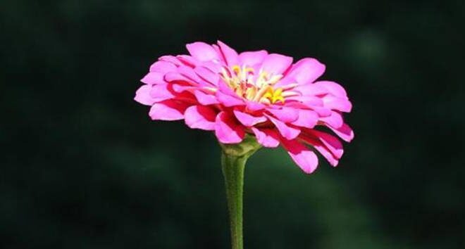 İslam’da Nefis Arzusuna Uymanın Tehlikeleri İle İlgili Ayetler