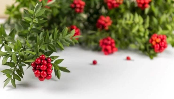 Kokina Çiçeği Bakımı ve Canlılığını Koruma Yöntemleri