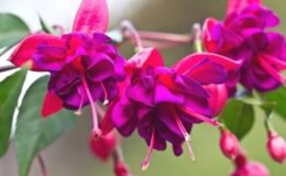 Küpe Çiçeği Bakımı ve Özellikleri (Fuchsia)