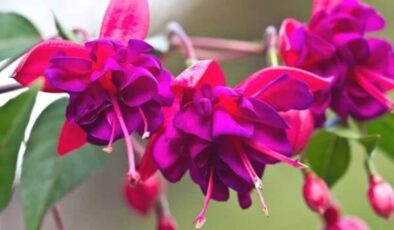 Küpe Çiçeği Bakımı ve Özellikleri (Fuchsia)
