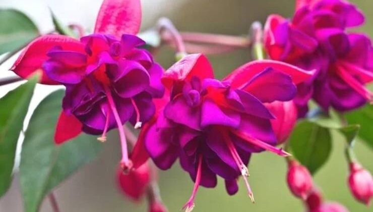 Küpe Çiçeği Bakımı ve Özellikleri (Fuchsia)