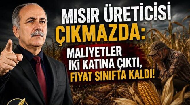 Mısır Üreticisi Çıkmazda Maliyetler İki Katına Çıktı, Fiyat Sınıfta Kaldı!