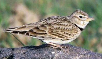 Ak Kanatlı Toygar (Melanocorypha leucoptera)