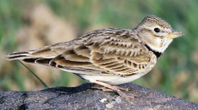 Ak Kanatlı Toygar (Melanocorypha leucoptera)