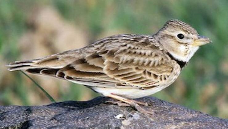 Ak Kanatlı Toygar (Melanocorypha leucoptera)