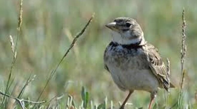 Boğmaklı Toygar (Melanocorypha calandra)
