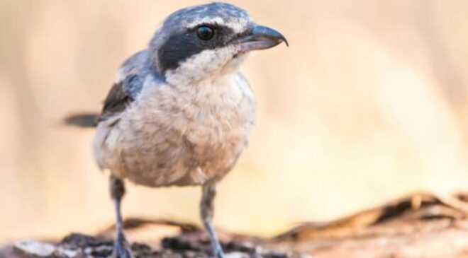 Bozkır Örümcek Kuşu (Lanius meridionalis)