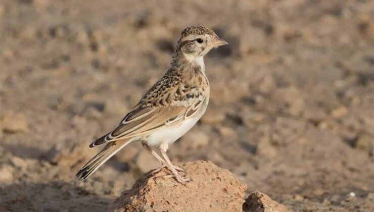 Bozkır Toygarı (Calandrella brachydactyla)