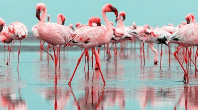 Flamingo (Allı Turna) Özellikleri ve Yaşam Alanı