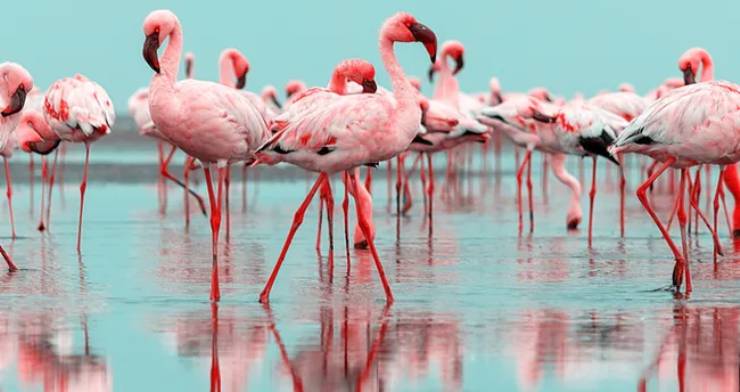 Flamingo (Allı Turna) Özellikleri ve Yaşam Alanı
