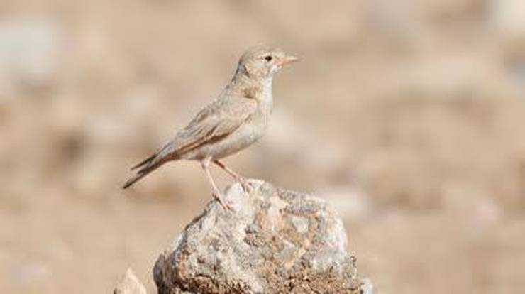 Küçük Çöl Toygarı (Ammomanes cinctura)