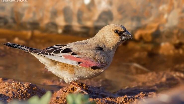 Boz Alamecek Nedir? Özellikleri ve Yaşam Alanları