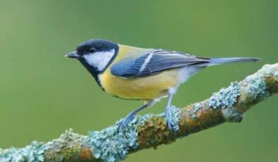 Doğanın Renkli Sakini: Büyük Baştankara (Parus major)