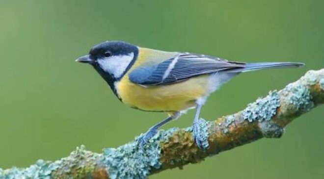 Doğanın Renkli Sakini: Büyük Baştankara (Parus major)