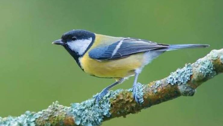 Doğanın Renkli Sakini: Büyük Baştankara (Parus major)