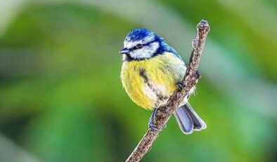 Doğanın Renkli Mucizesi: Mavi Baştankara (Parus caeruleus)