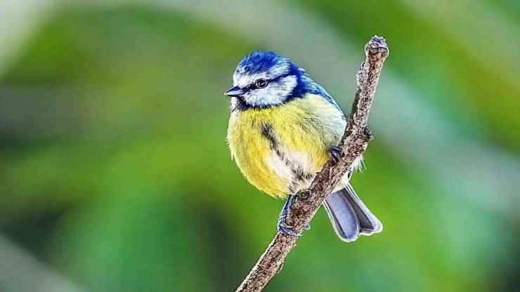 Doğanın Renkli Mucizesi: Mavi Baştankara (Parus caeruleus)